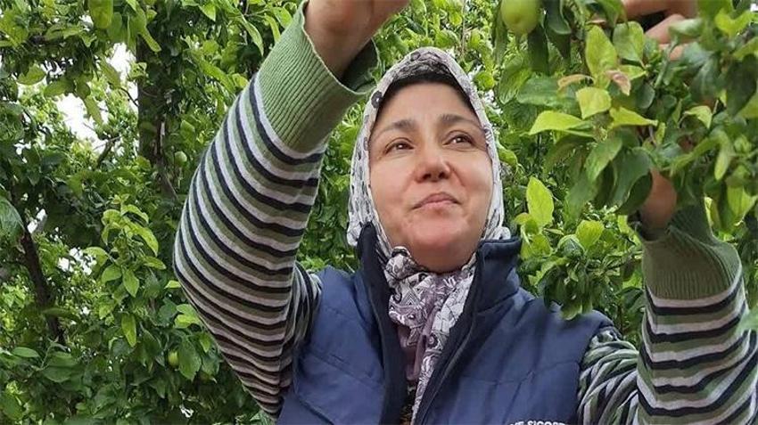 Öyle bir bereket geldi ki... Ne pazara sığıyor ne tezgâha! Manisalı üreticinin yüzü gülüyor
