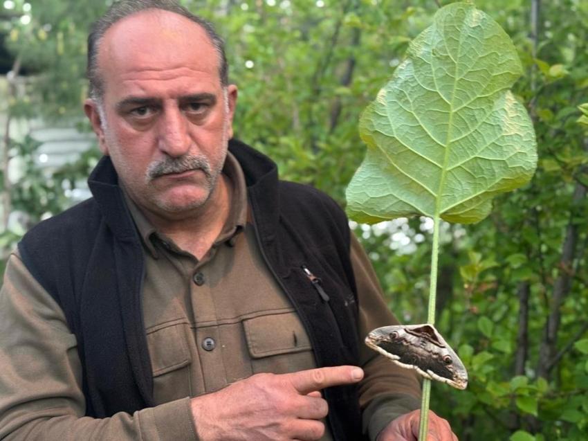 Dev baykuş kelebeği Erzurum'da ilk kez görüldü!