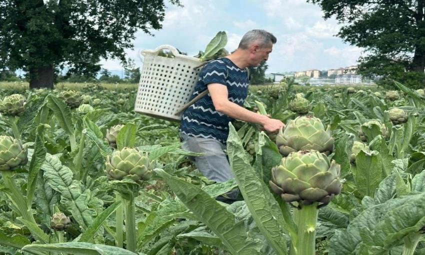 Bursa'da tarlada tanesi 50 lira: Pazar tezgahlarında yerini aldı