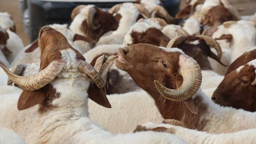 Ortalıkta kurbanlık yok ama ısrarla para istiyorlar! Dikkat: Uzman isim uyardı
