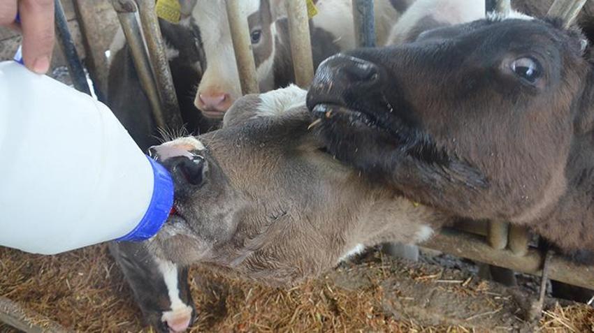 Mesleğini bıraktı 2 hayvan alarak işe koyuldu! Kısa sürede sayıyı 27 kat artırarak kârını katladı