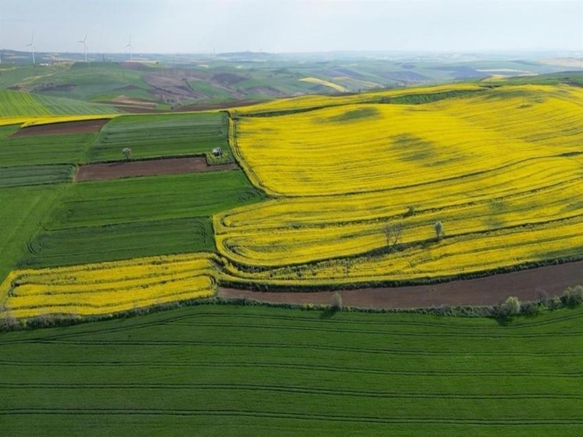 Tekirdağ'da üretici 3 üründe karar kıldı: Yüzde 30 verim arttı