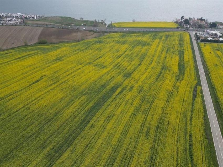 Tekirdağ'da üretici 3 üründe karar kıldı: Yüzde 30 verim arttı