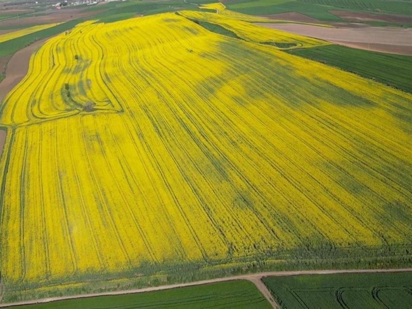 Tekirdağ'da üretici 3 üründe karar kıldı: Yüzde 30 verim arttı