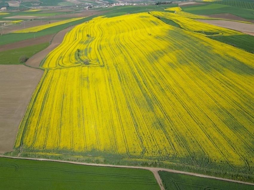 Tekirdağ'da üretici 3 üründe karar kıldı: Yüzde 30 verim arttı