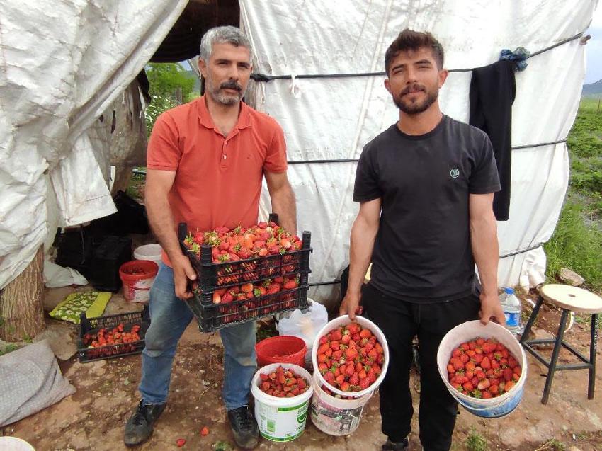Batmanlı organik çilek üreticileri pazar için destek bekliyor: Toplanamayan ürünler tarlada çürümeye başladı
