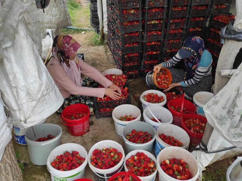 Batmanlı organik çilek üreticileri pazar için destek bekliyor: Toplanamayan ürünler tarlada çürümeye başladı