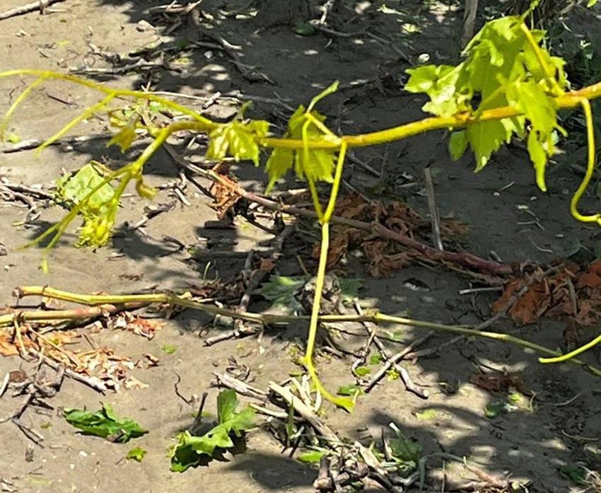 Manisa’da üreticilerin kabusu dolu ve sel üzüm bağlarına zarar verdi