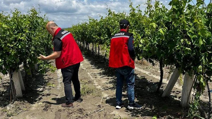 Manisa’da üreticilerin kabusu dolu ve sel üzüm bağlarına zarar verdi
