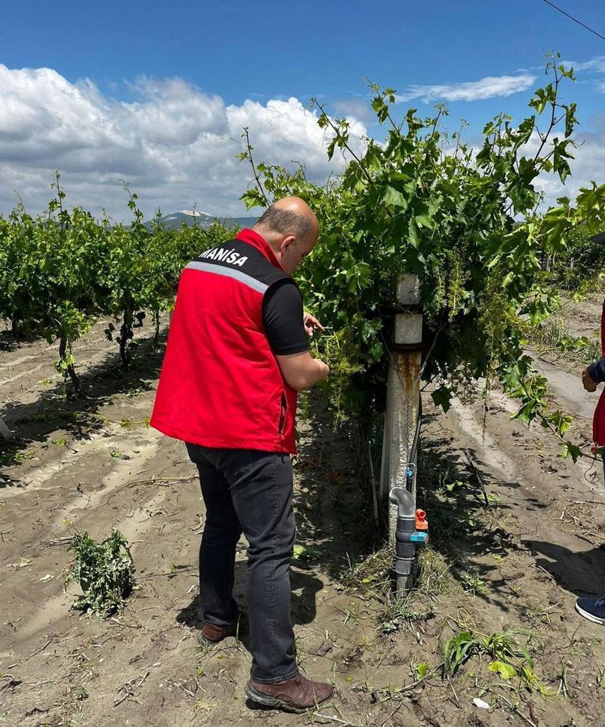 Manisa’da üreticilerin kabusu dolu ve sel üzüm bağlarına zarar verdi