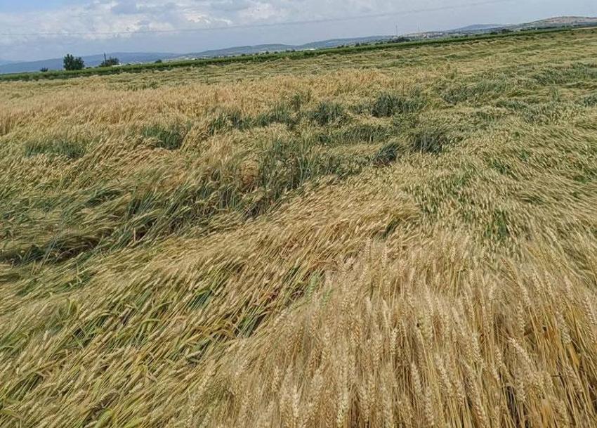 Manisa’da üreticilerin kabusu dolu ve sel üzüm bağlarına zarar verdi