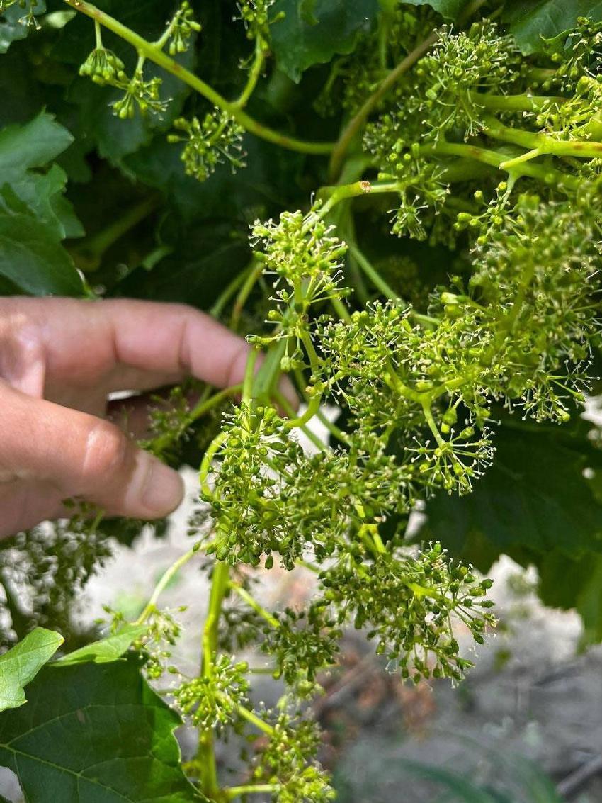 Manisa’da üreticilerin kabusu dolu ve sel üzüm bağlarına zarar verdi