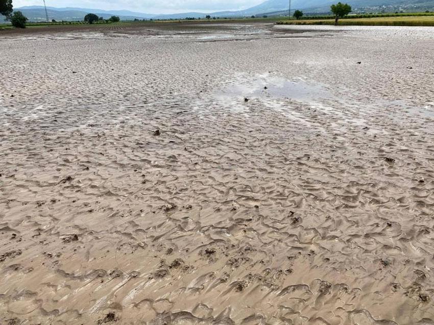 Manisa’da üreticilerin kabusu dolu ve sel üzüm bağlarına zarar verdi