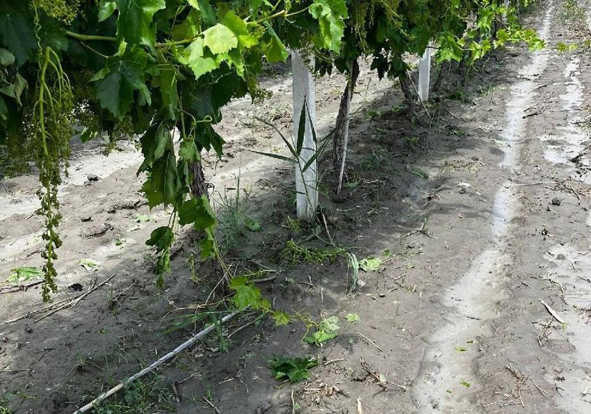 Manisa’da üreticilerin kabusu dolu ve sel üzüm bağlarına zarar verdi