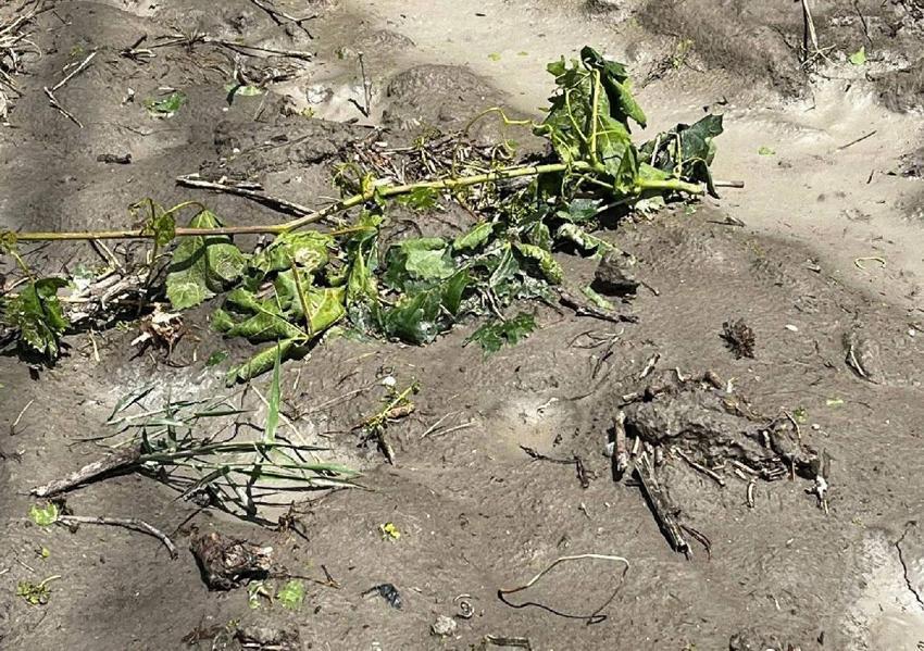 Manisa’da üreticilerin kabusu dolu ve sel üzüm bağlarına zarar verdi