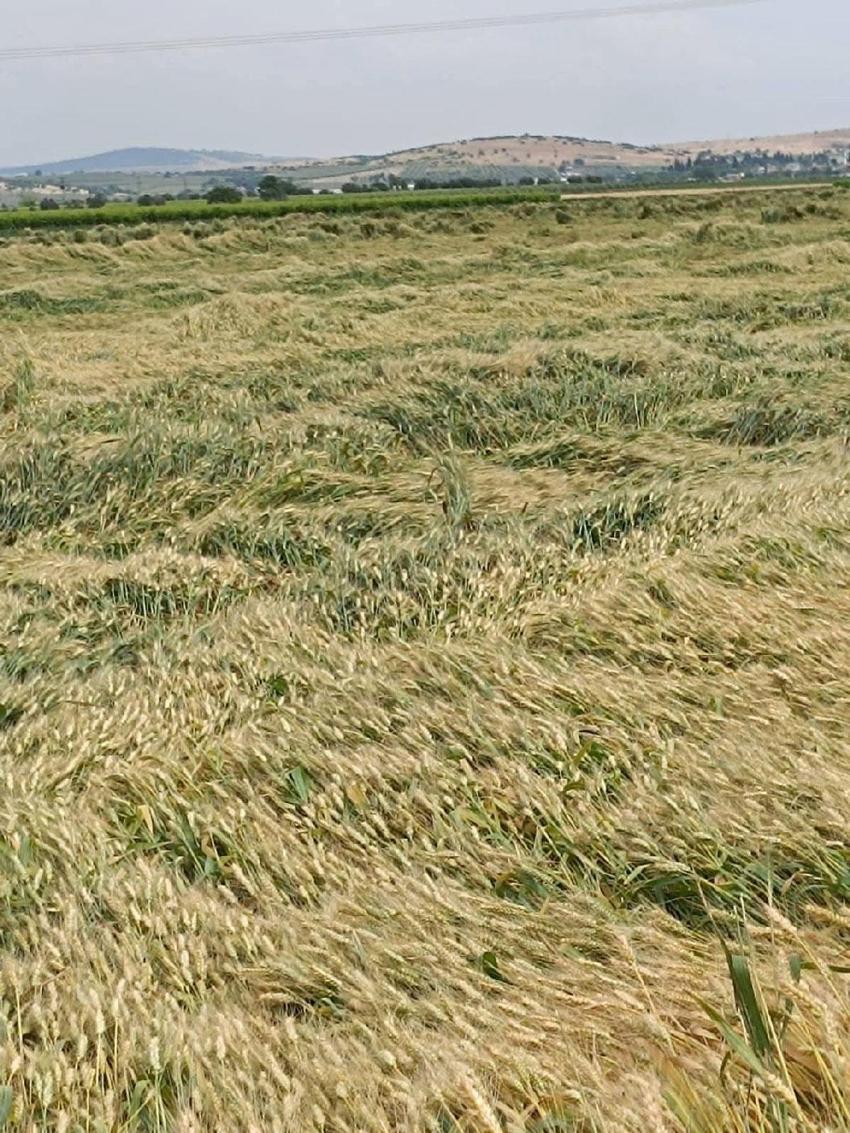 Manisa’da üreticilerin kabusu dolu ve sel üzüm bağlarına zarar verdi