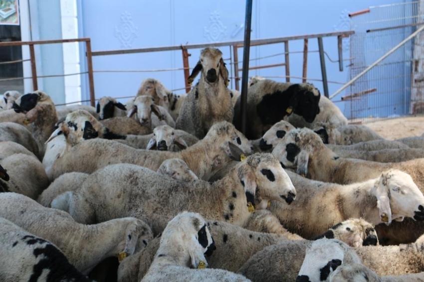Diyarbakır'da hayvan pazarında görüldü: Satıcıda heves kalmadı