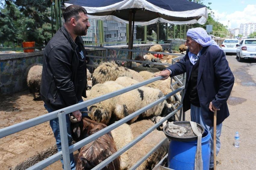 Diyarbakır'da hayvan pazarında görüldü: Satıcıda heves kalmadı