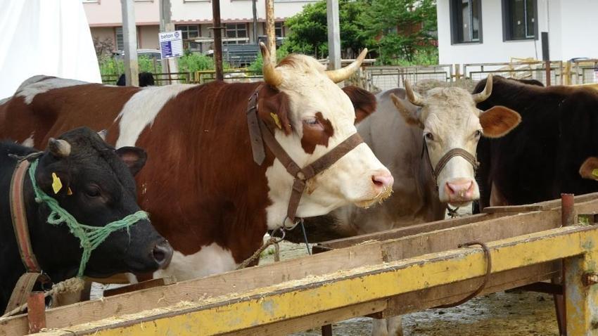 Ordu'da herkesin gözü yollarda: Kurban pazarlarında gurbetçiler bekleniyor