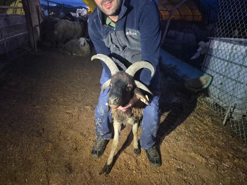 Kurban pazarında nöbet başladı: Gece yarısı ortaya çıkana önlem oluyor