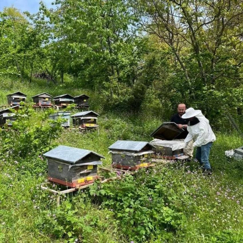 Düzce'nin rekoru Türkiye'yi besliyor: 502 tonu buldu