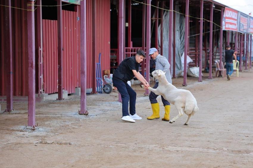 Kahramanmaraş’ta erken bayram havası! Kurbanlıkların %80’i satıldı: Başkan Fırat Görgel ücretsiz seferleri ve kesim ücretlerini açıkladı!