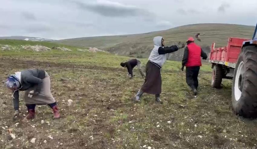 Karlar eriyince yüzeye çıktı! Çiftçiler tarlalara akın etti: Sabahın ilk ışıklarıyla tonlarca toplanıyor!