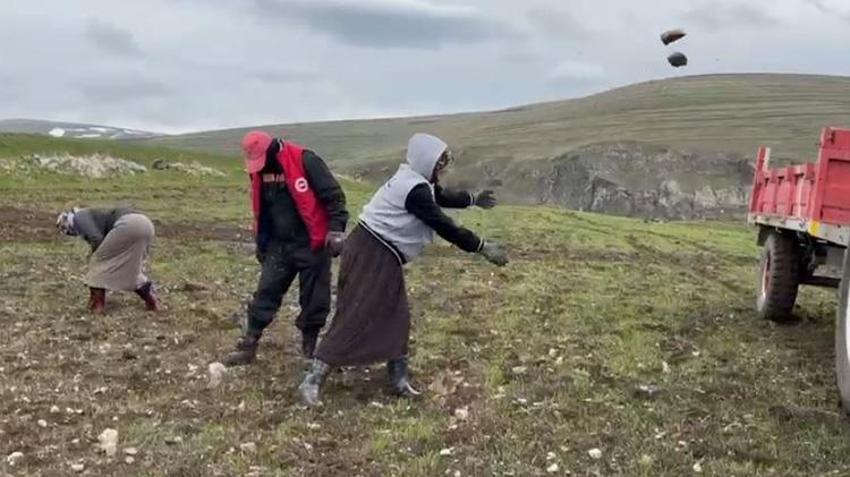 Karlar eriyince yüzeye çıktı! Çiftçiler tarlalara akın etti: Sabahın ilk ışıklarıyla tonlarca toplanıyor!