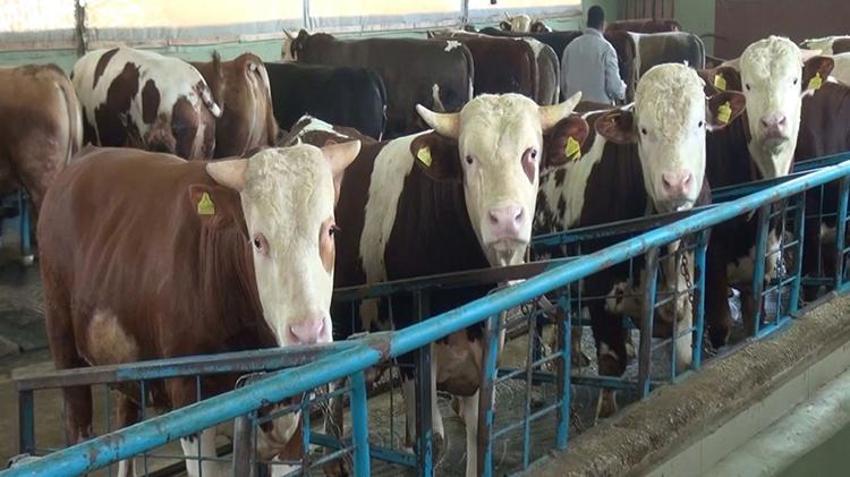 Kurban çadırında gizli tehlike! Keserken sakın çıplak elle dokunmayın: Balcalı Hastanesi Başhekimi açıkladı!