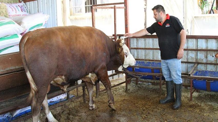 Kurban çadırında gizli tehlike! Keserken sakın çıplak elle dokunmayın: Balcalı Hastanesi Başhekimi açıkladı!
