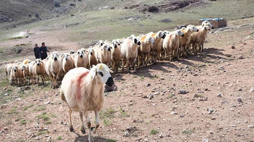 Kurban çadırında gizli tehlike! Keserken sakın çıplak elle dokunmayın: Balcalı Hastanesi Başhekimi açıkladı!