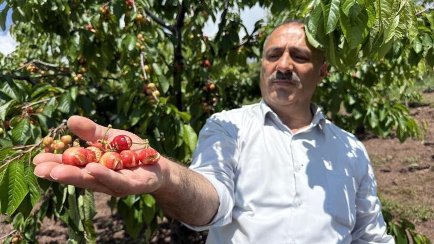 Tokat'ta kiraz üreticisine ağır darbe! Aşırı yağışlar erkenci kirazı dalında bıraktı: Tezgaha koyacak mal kalmadı