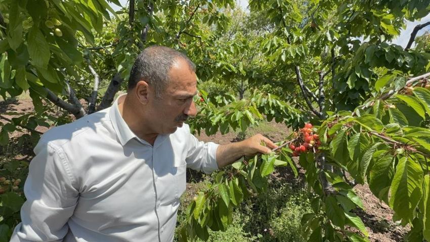 Tokat'ta kiraz üreticisine ağır darbe! Aşırı yağışlar erkenci kirazı dalında bıraktı: Tezgaha koyacak mal kalmadı
