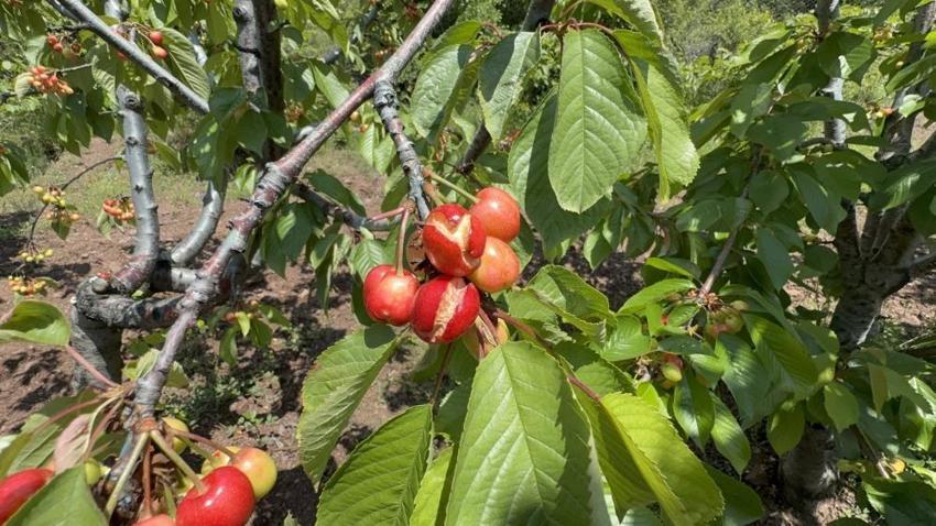 Tokat'ta kiraz üreticisine ağır darbe! Aşırı yağışlar erkenci kirazı dalında bıraktı: Tezgaha koyacak mal kalmadı