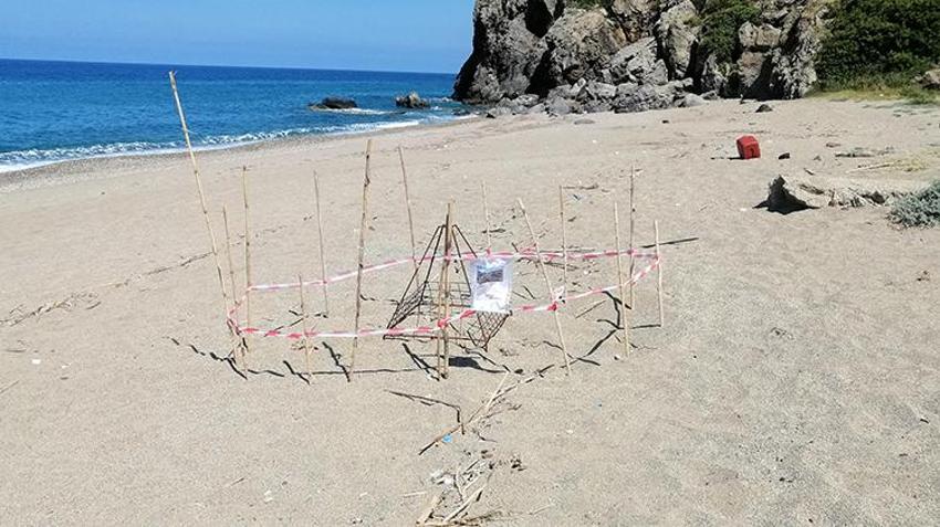 Antalya’da Caretta Carettalar için seferberlik: 60 günlük büyük mucize başladı! Sahile adım atmadan önce bu yazıyı mutlaka okuyun
