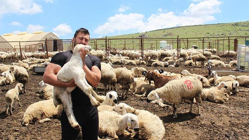 İstifa etti, köyüne döndü, 100 koyunla başladı! 28 yaşında kendi işinin patronu oldu: '2 yılda 2 bin 300 koyuna çıkardı'