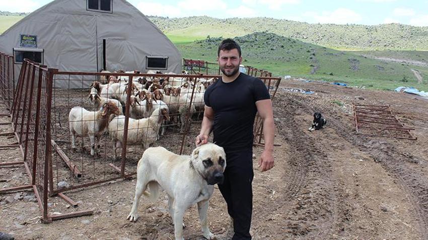 İstifa etti, köyüne döndü, 100 koyunla başladı! 28 yaşında kendi işinin patronu oldu: '2 yılda 2 bin 300 koyuna çıkardı'