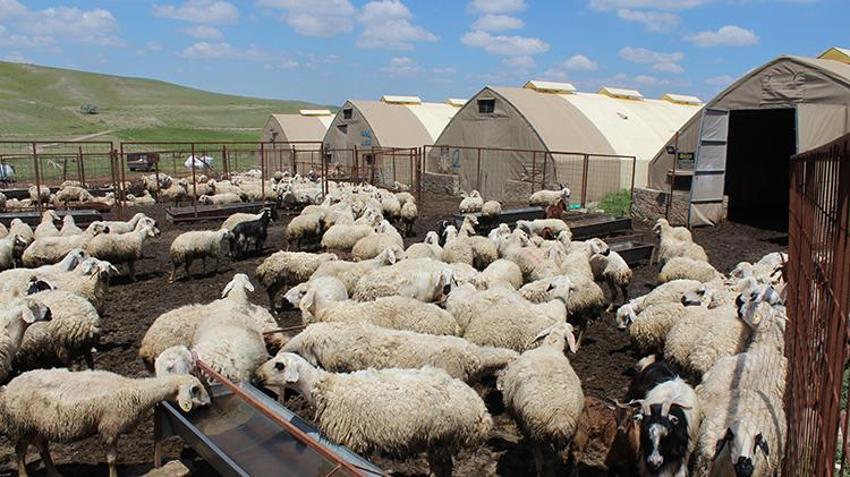 İstifa etti, köyüne döndü, 100 koyunla başladı! 28 yaşında kendi işinin patronu oldu: '2 yılda 2 bin 300 koyuna çıkardı'