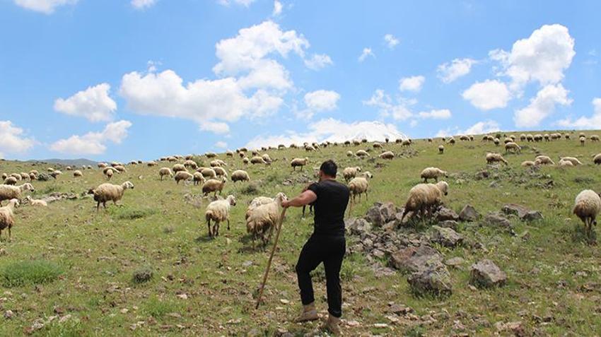 İstifa etti, köyüne döndü, 100 koyunla başladı! 28 yaşında kendi işinin patronu oldu: '2 yılda 2 bin 300 koyuna çıkardı'