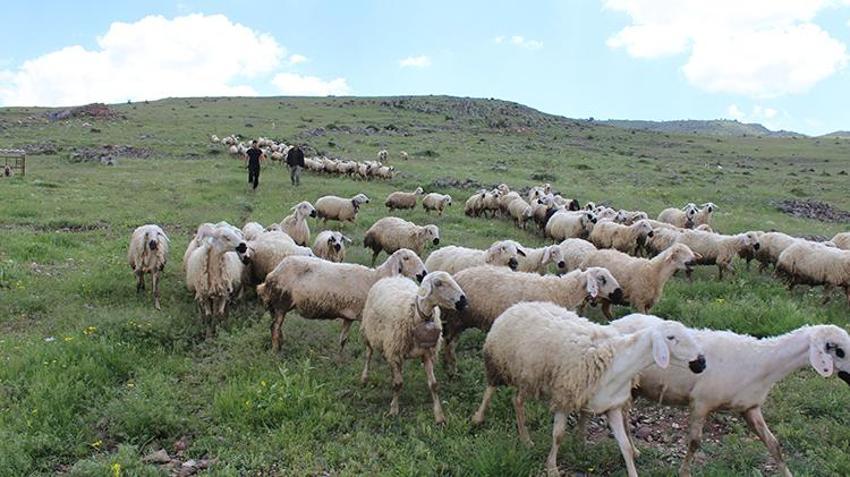 İstifa etti, köyüne döndü, 100 koyunla başladı! 28 yaşında kendi işinin patronu oldu: '2 yılda 2 bin 300 koyuna çıkardı'