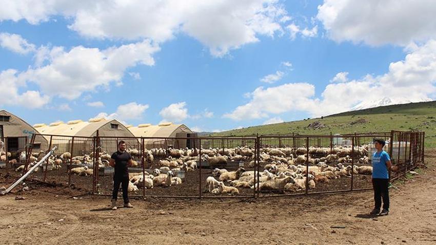 İstifa etti, köyüne döndü, 100 koyunla başladı! 28 yaşında kendi işinin patronu oldu: '2 yılda 2 bin 300 koyuna çıkardı'