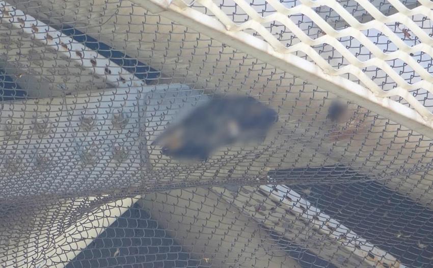 Antalya Nekropol Müzesi’nde güvercin seferberliği: Bakanlık harekete geçti: O ölüm tuzakları sökülüyor