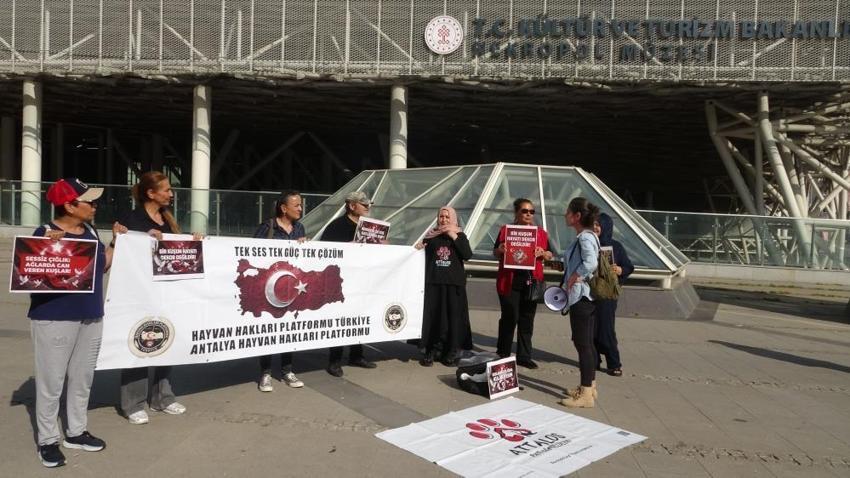Antalya Nekropol Müzesi’nde güvercin seferberliği: Bakanlık harekete geçti: O ölüm tuzakları sökülüyor