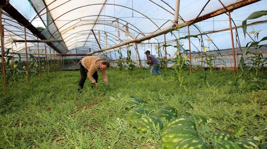 Fiyatını bile sormuyorlar! Sadece o bölgede yetişiyor: Hasadı başladı, yoğun ilgi görüyor