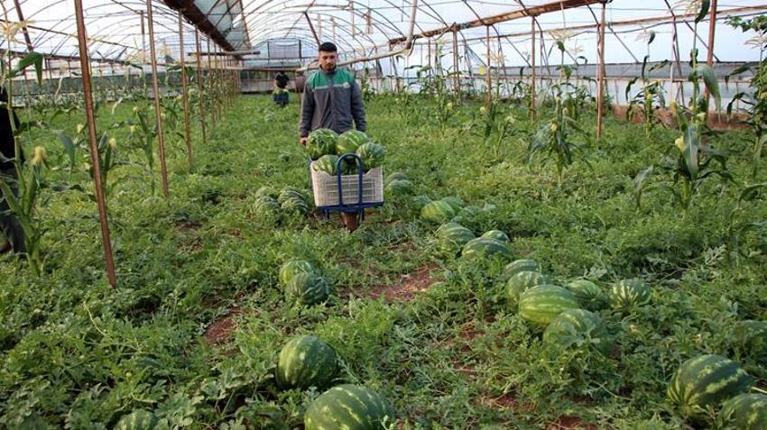 Fiyatını bile sormuyorlar! Sadece o bölgede yetişiyor: Hasadı başladı, yoğun ilgi görüyor