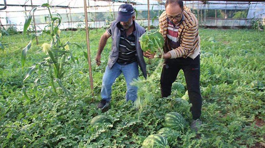 Antalya'da hasat başladı... 3 ayda yetişiyor, 1 ayda tükeniyor! Kilosu 60 TL'den kapış kapış gidiyor