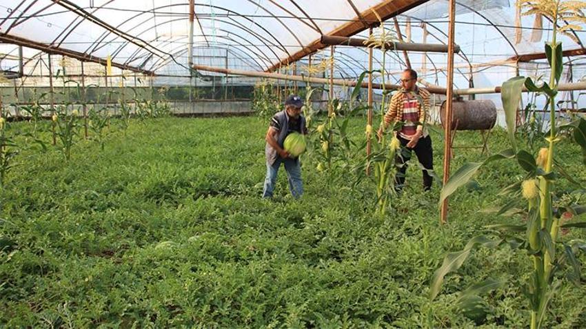 Antalya'da hasat başladı... 3 ayda yetişiyor, 1 ayda tükeniyor! Kilosu 60 TL'den kapış kapış gidiyor
