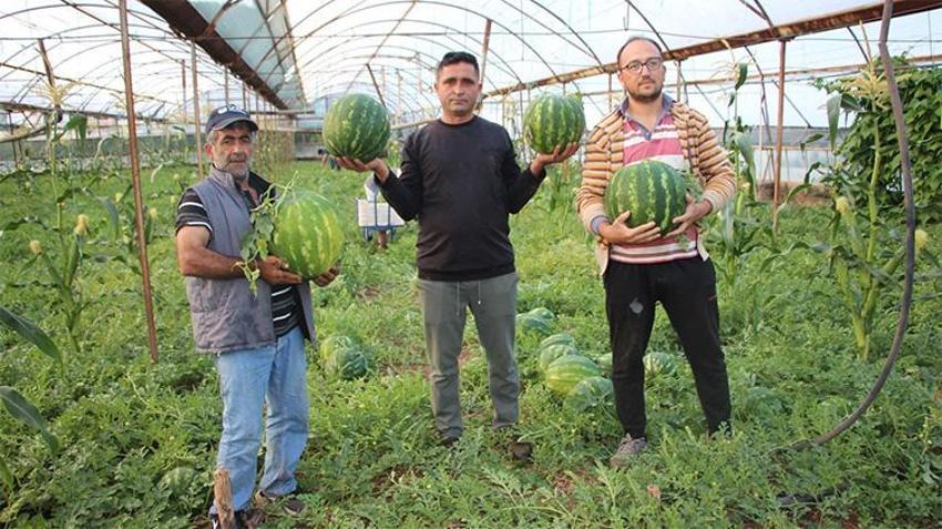 Antalya'da hasat başladı... 3 ayda yetişiyor, 1 ayda tükeniyor! Kilosu 60 TL'den kapış kapış gidiyor