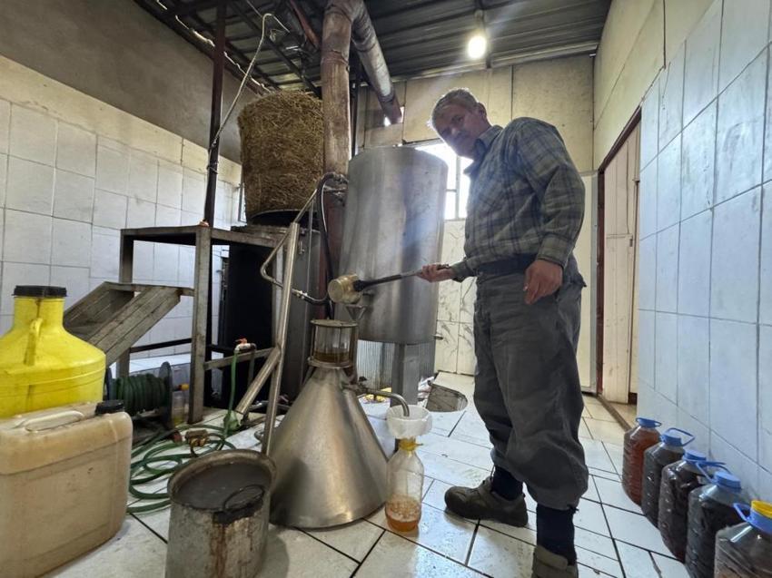 Antalya'da dağlardan bedavaya topluyor, kilosunu 18 bin TL'ye satıyor: Büyük fabrika kuracağız