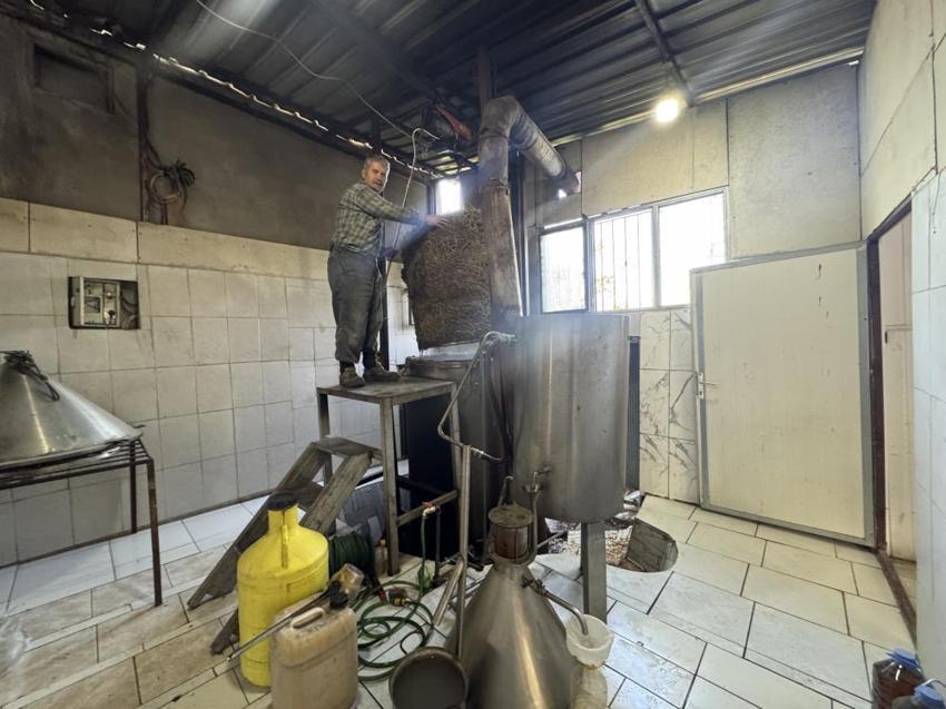 Antalya'da dağlardan bedavaya topluyor, kilosunu 18 bin TL'ye satıyor: Büyük fabrika kuracağız